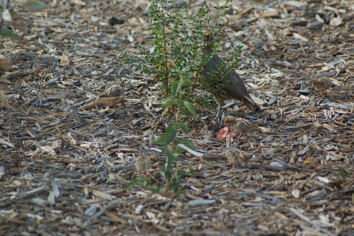 Gambel's Quail - ML655818035