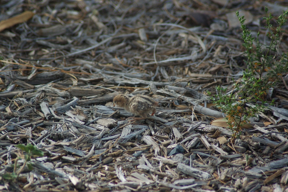 Gambel's Quail - ML655818053