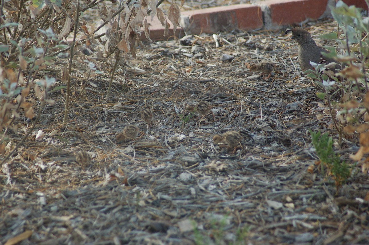 Gambel's Quail - ML655818113