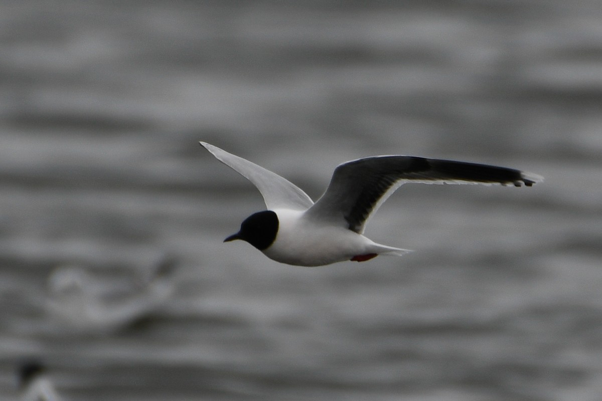 Little Gull - ML655821340