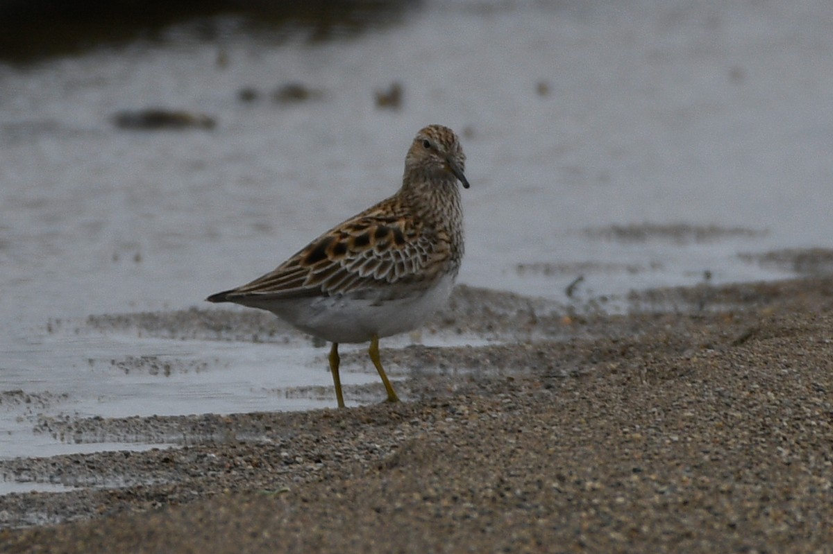 Pectoral Sandpiper - ML655821902