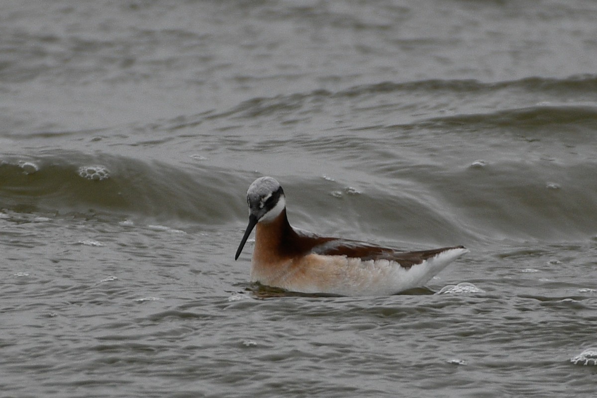 Wilson's Phalarope - ML655821982