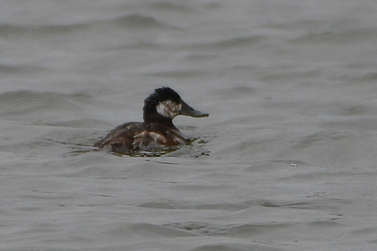 Ruddy Duck - ML655822009