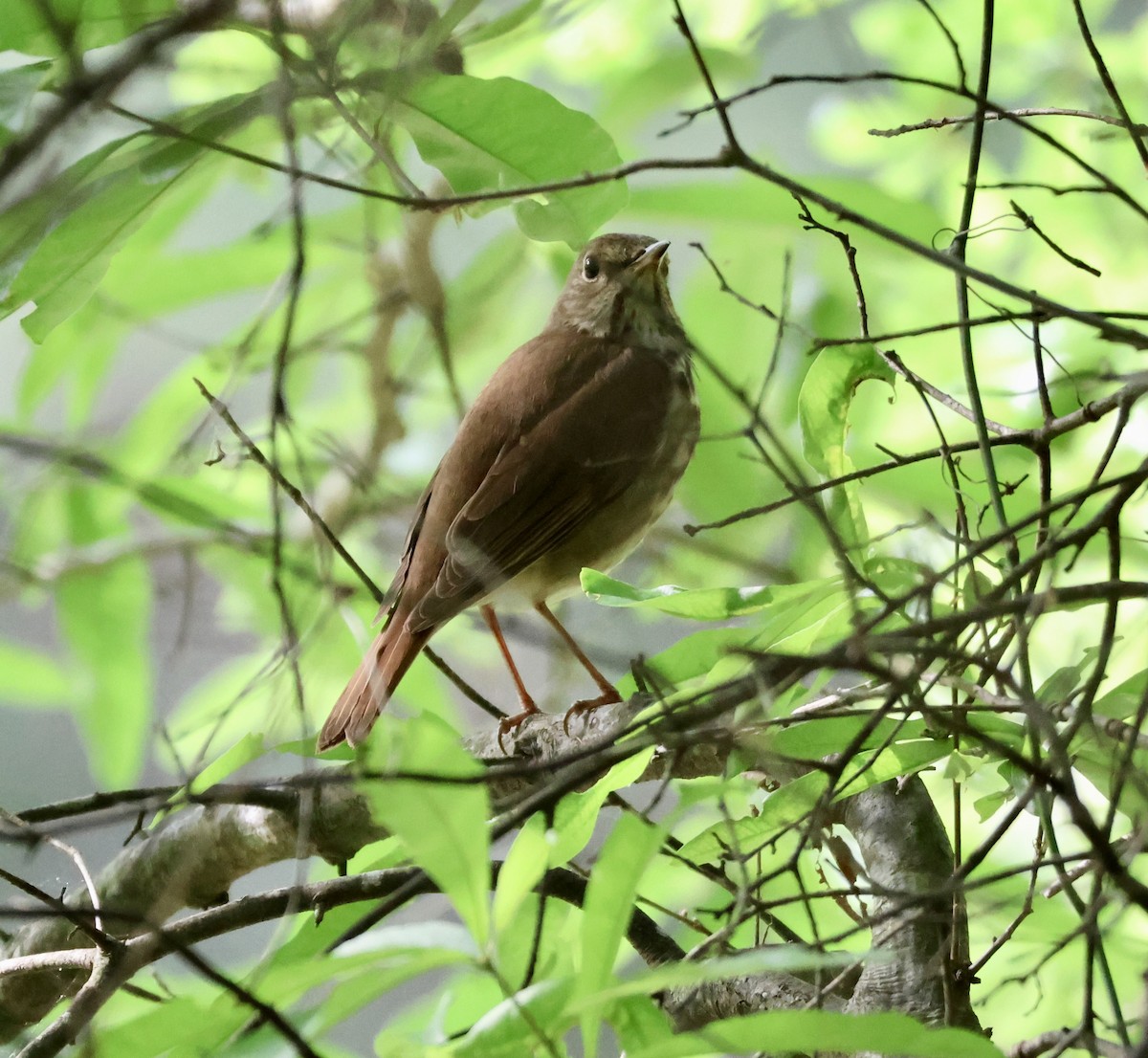 Hermit Thrush - ML655822797