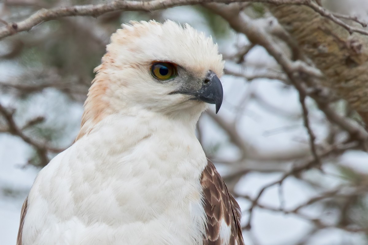 Changeable Hawk-Eagle - ML655824517