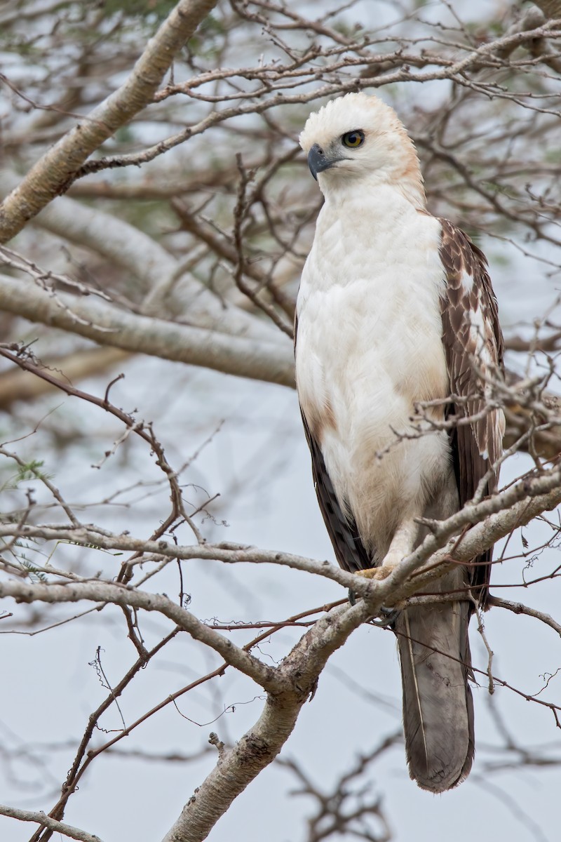 Changeable Hawk-Eagle - ML655824532