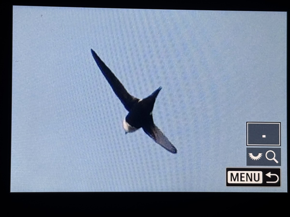 Lesser Swallow-tailed Swift - ML655824669