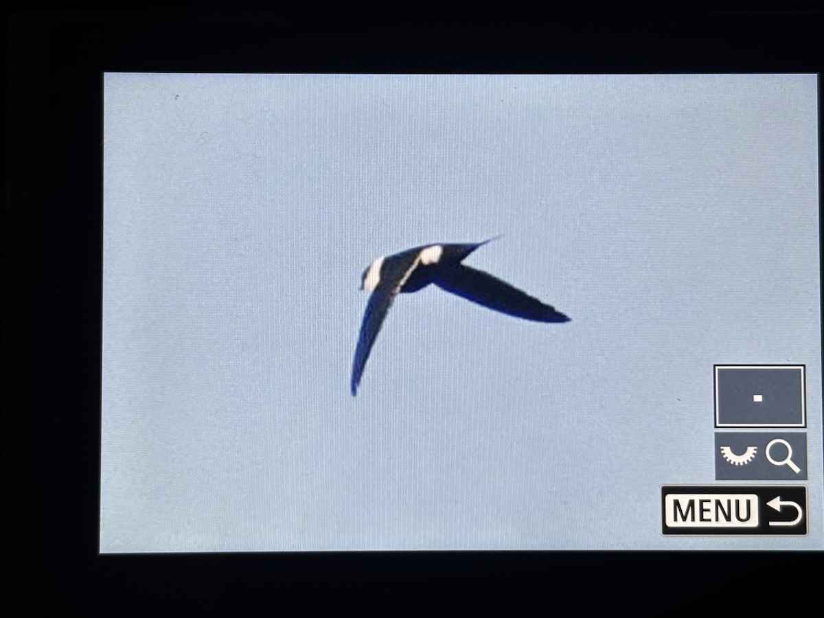 Lesser Swallow-tailed Swift - ML655824670