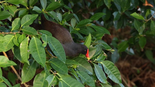 Eurasian Moorhen - ML655824842