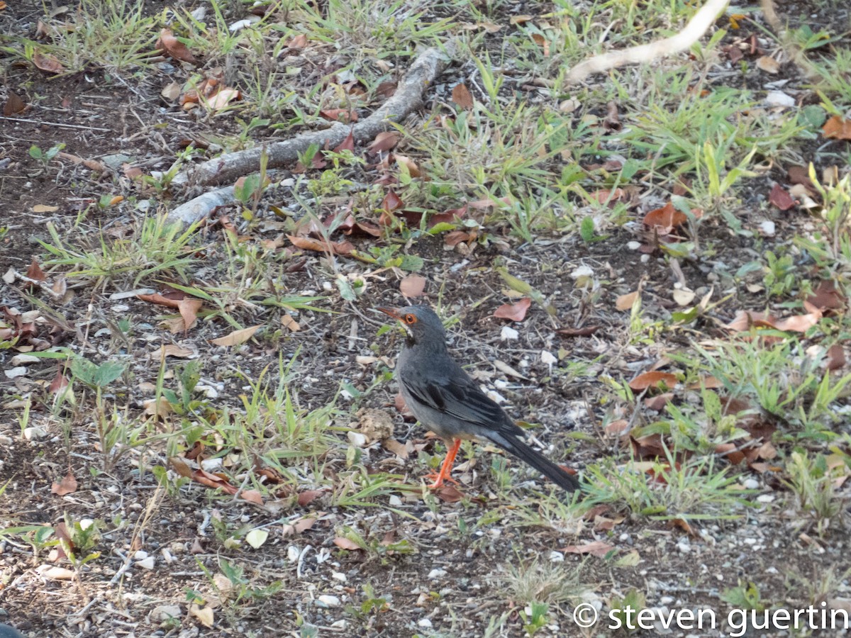 Red-legged Thrush - ML65582751