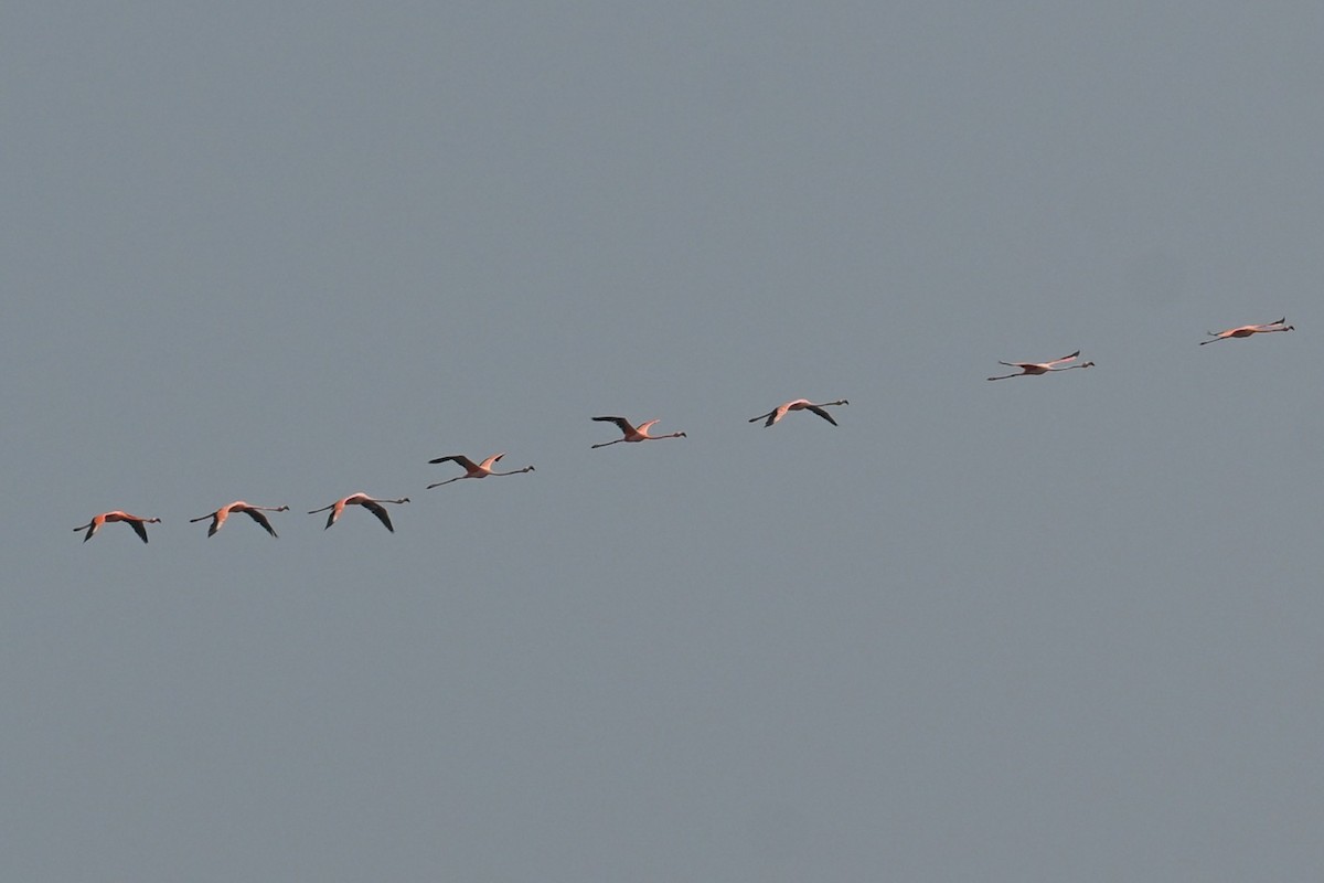 American Flamingo - ML655828842