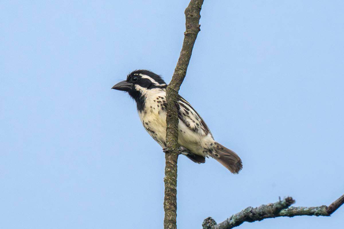 Spot-flanked Barbet - ML655829054