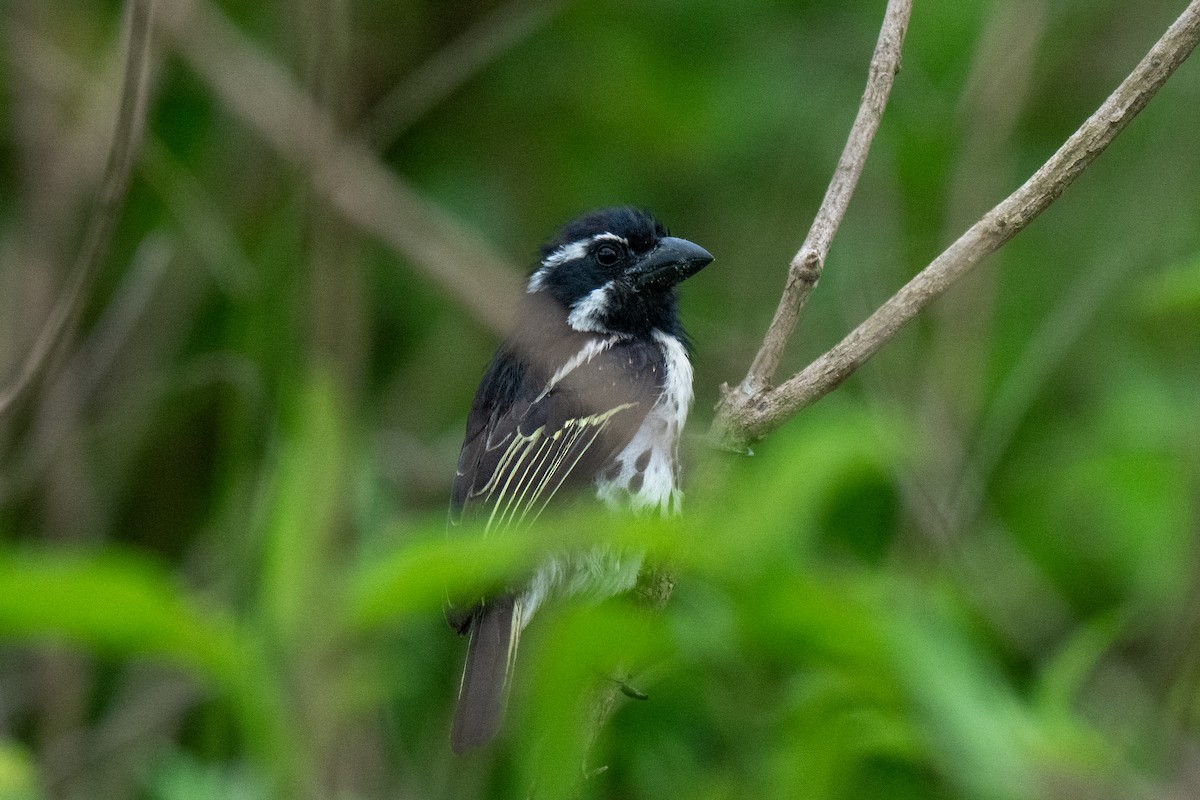 Spot-flanked Barbet - ML655829062