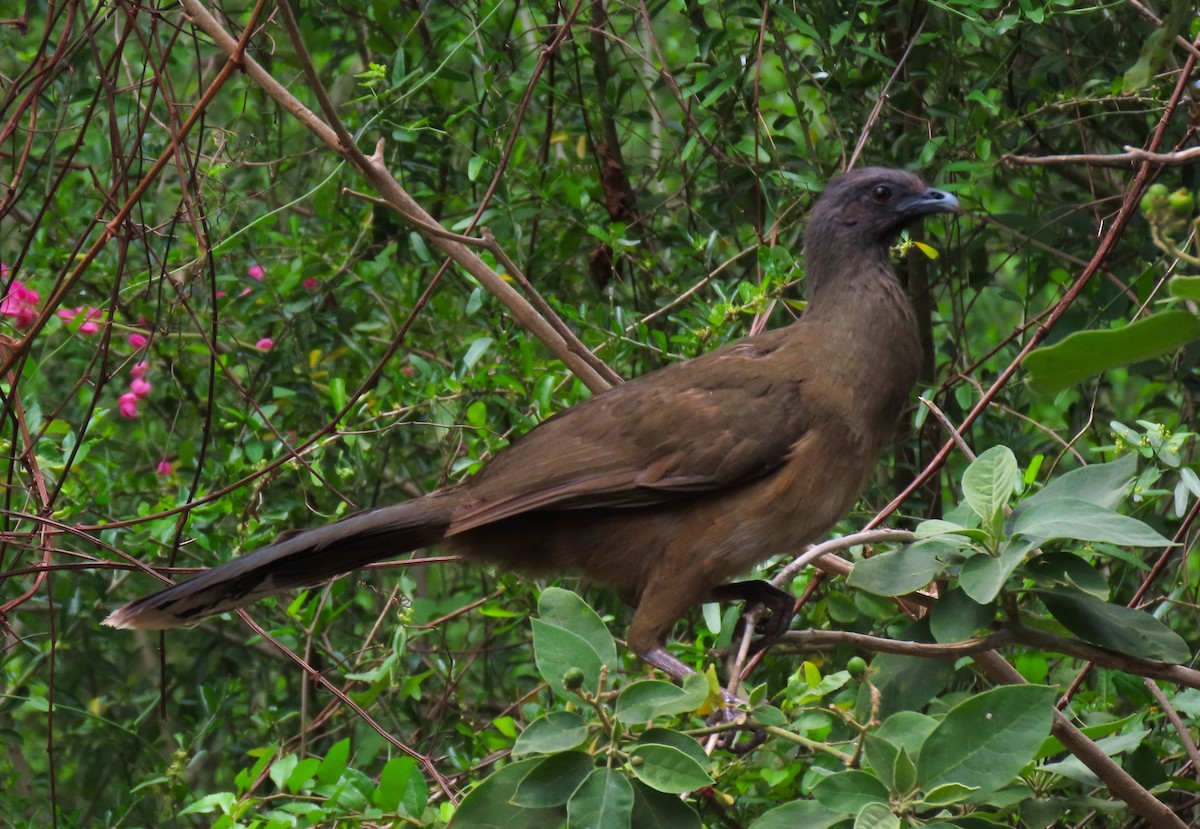 eBird Checklist - 15 Apr 2026 - Quinta Mazatlan WBC (LTC 063) - 48 ...