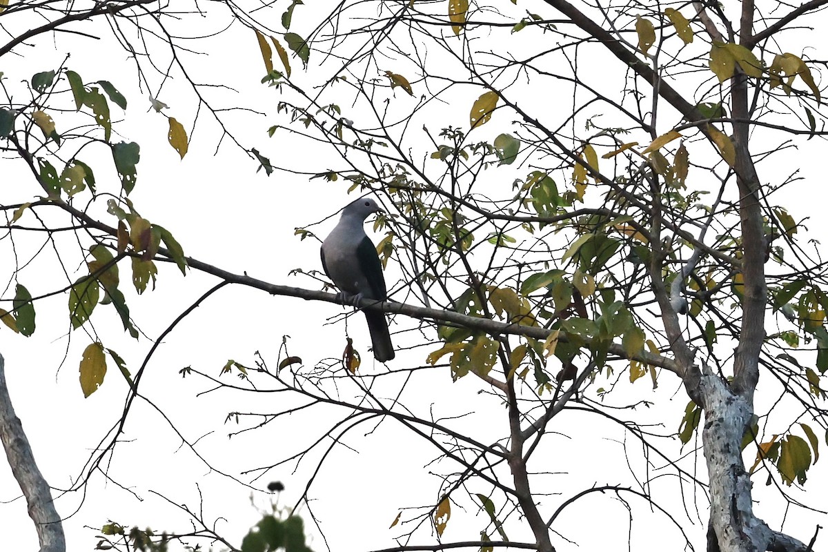 Green Imperial-Pigeon (Green) - ML655831868