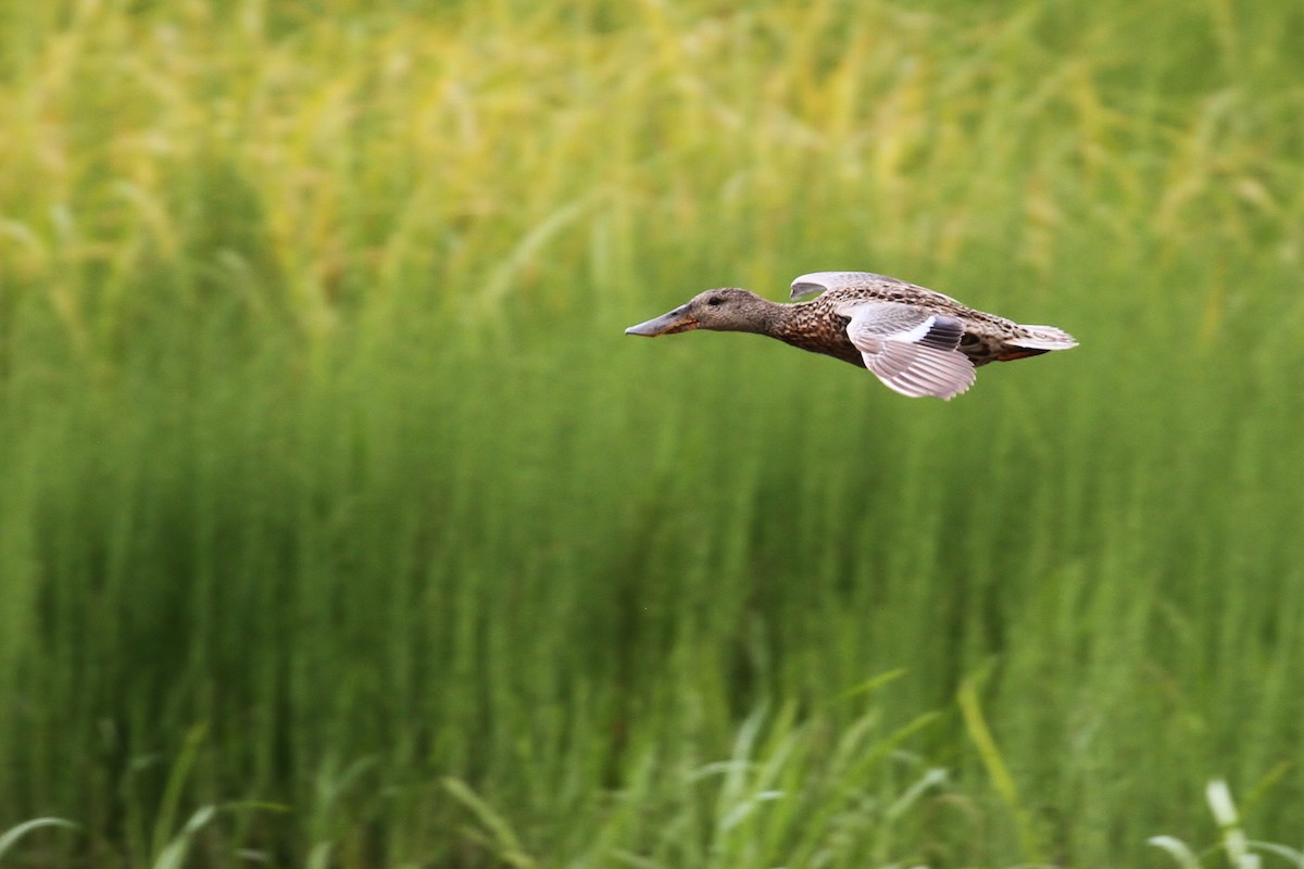 Northern Shoveler - ML65583191