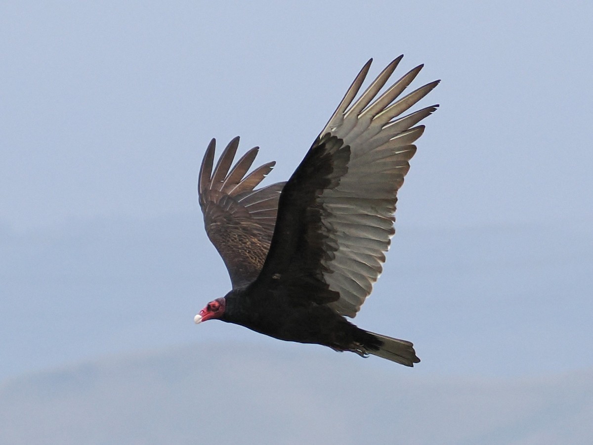 Turkey Vulture (Northern) - ML655832122