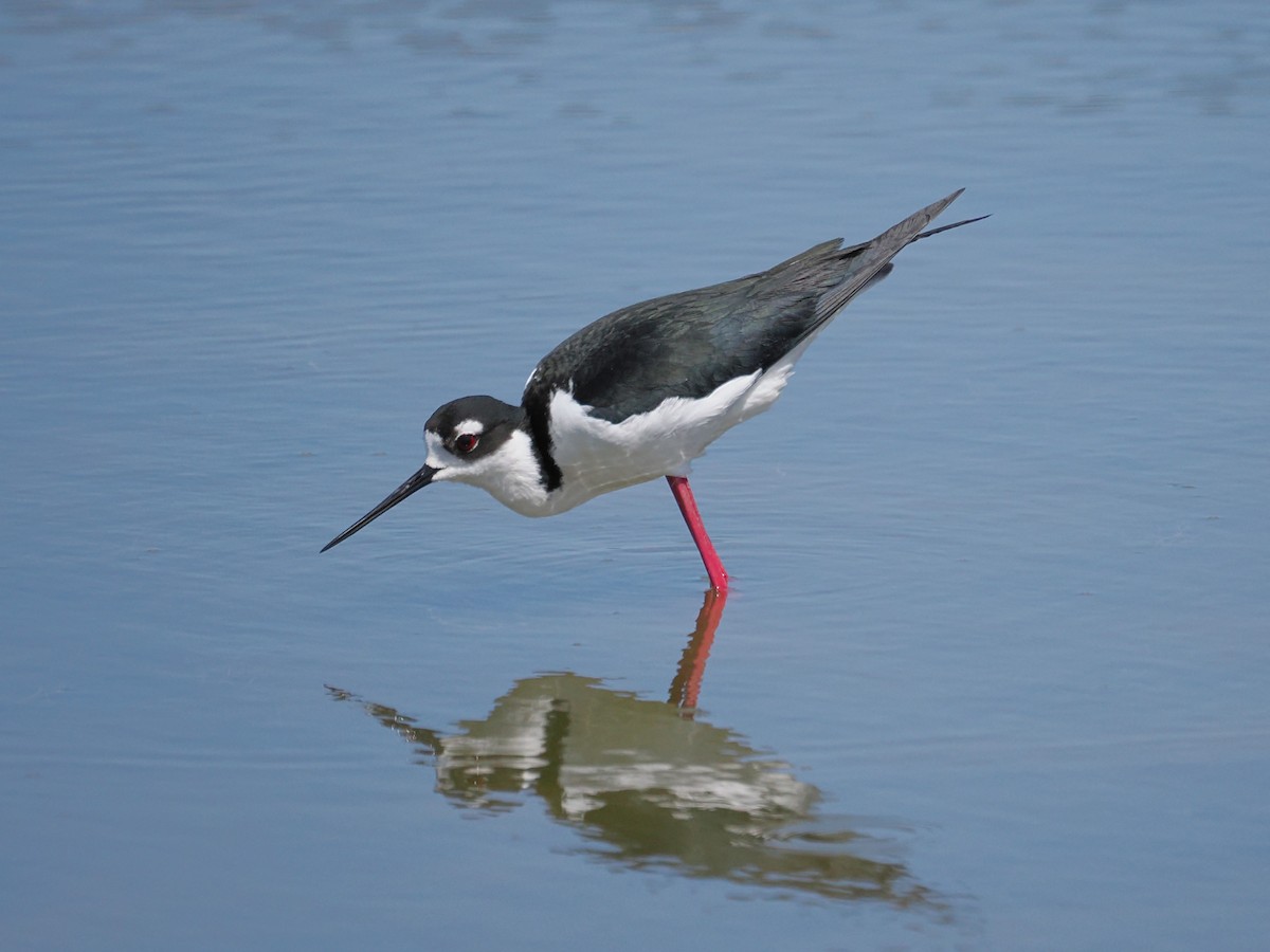 Black-necked Stilt (Black-necked) - ML655832206