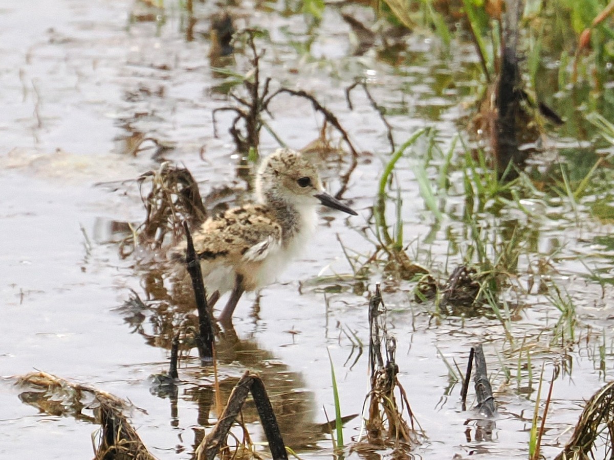 Black-necked Stilt (Black-necked) - ML655832228