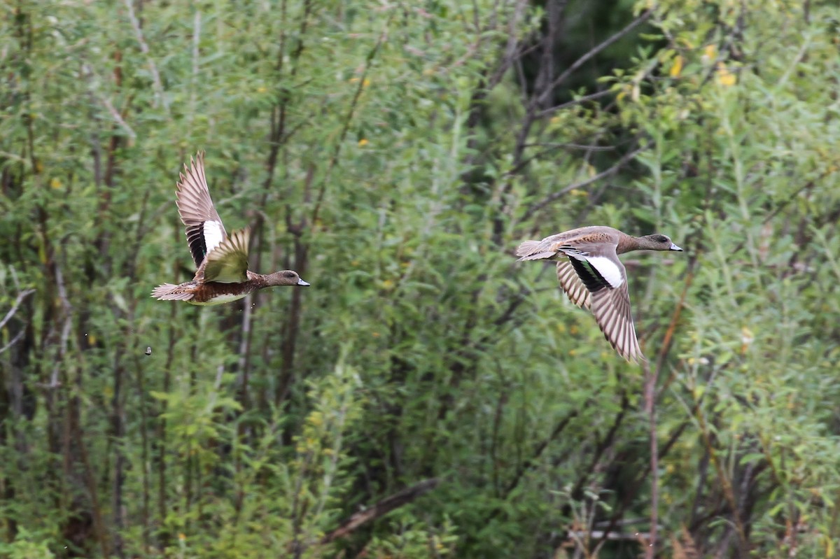 American Wigeon - ML65583231