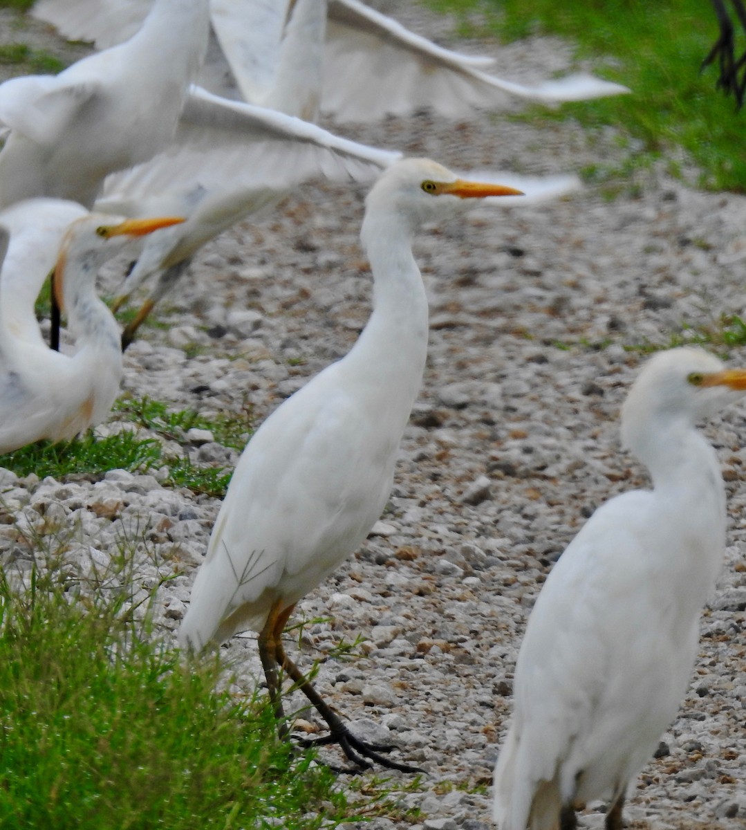 Western Cattle Egret - ML65583501