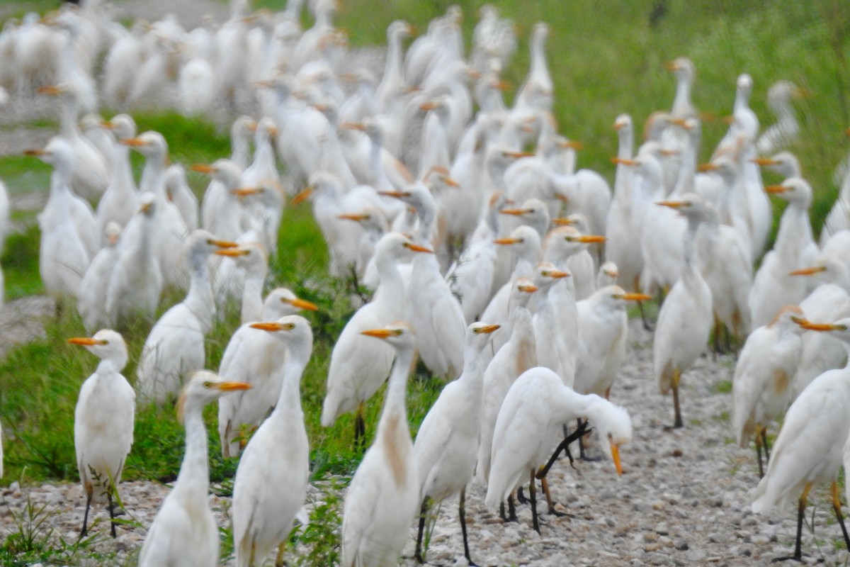 Western Cattle Egret - ML65583511