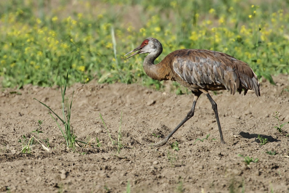 Sandhill Crane (canadensis) - Alex Lamoreaux