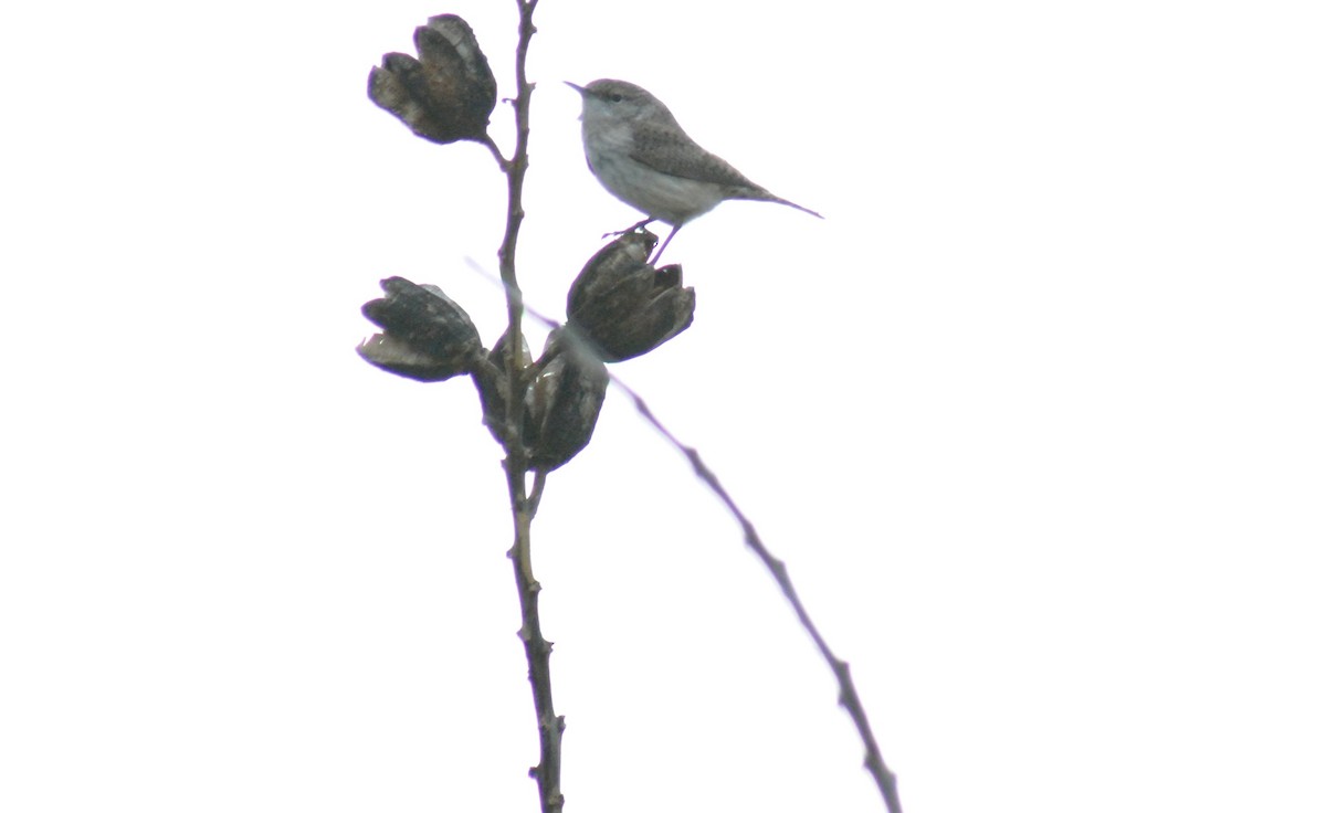 Rock Wren - ML655835824