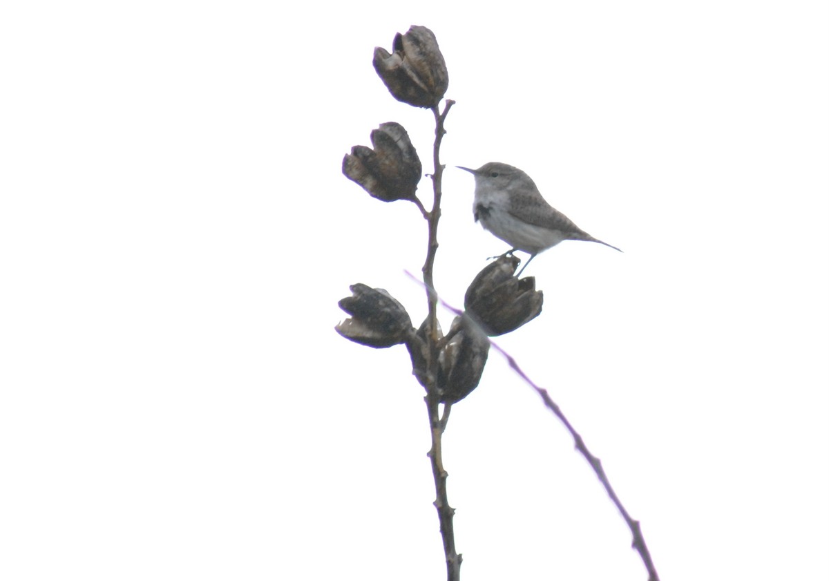 Rock Wren - ML655835825