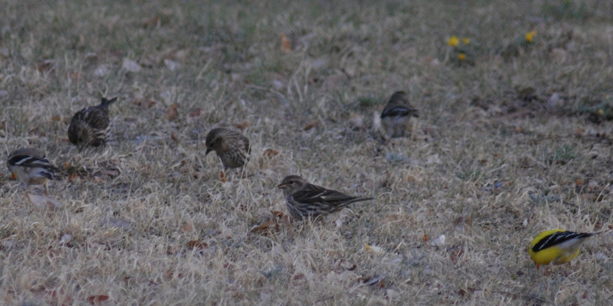 House Finch - ML655835859