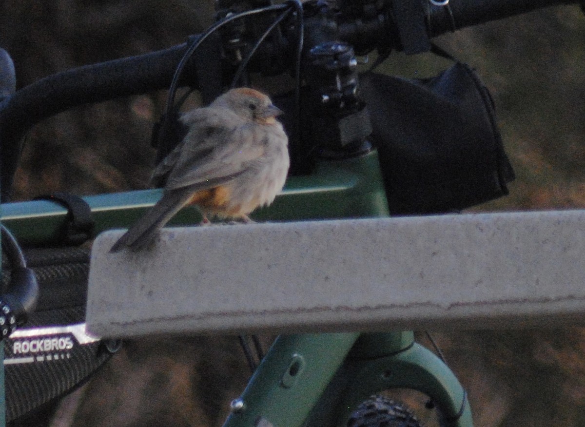 Canyon Towhee - ML655835914