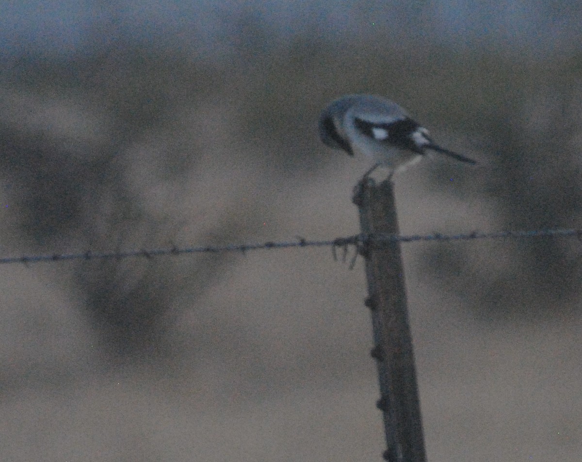 Loggerhead Shrike - ML655835929