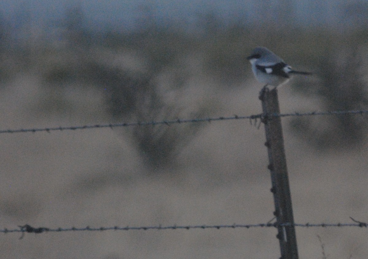 Loggerhead Shrike - ML655835930