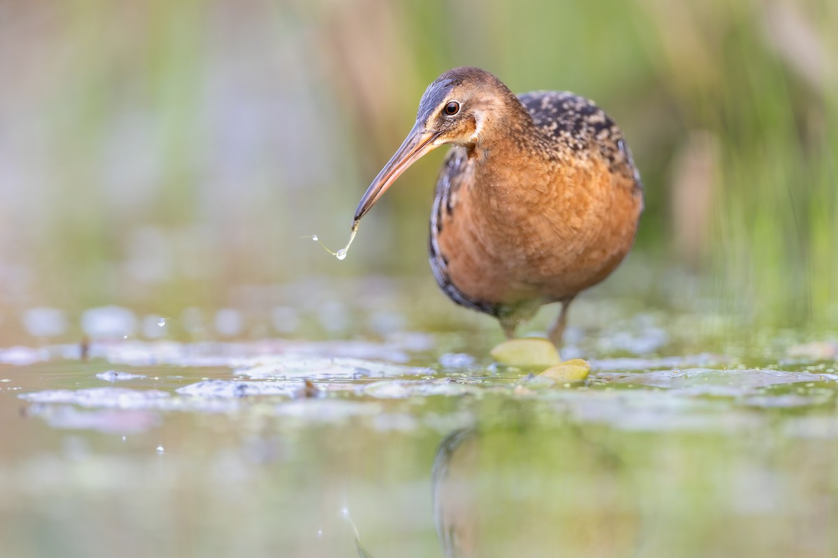 King Rail - ML655836148