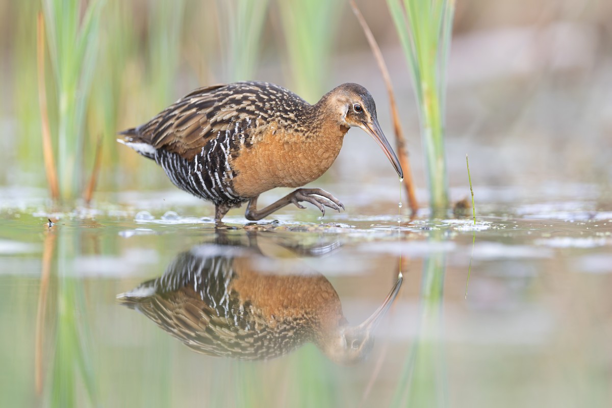 King Rail - ML655836149
