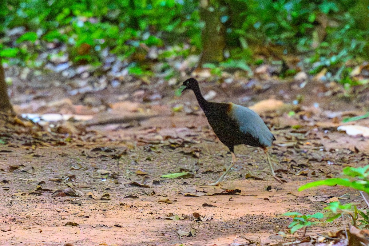 Grauflügel-Trompetervogel - ML655836484