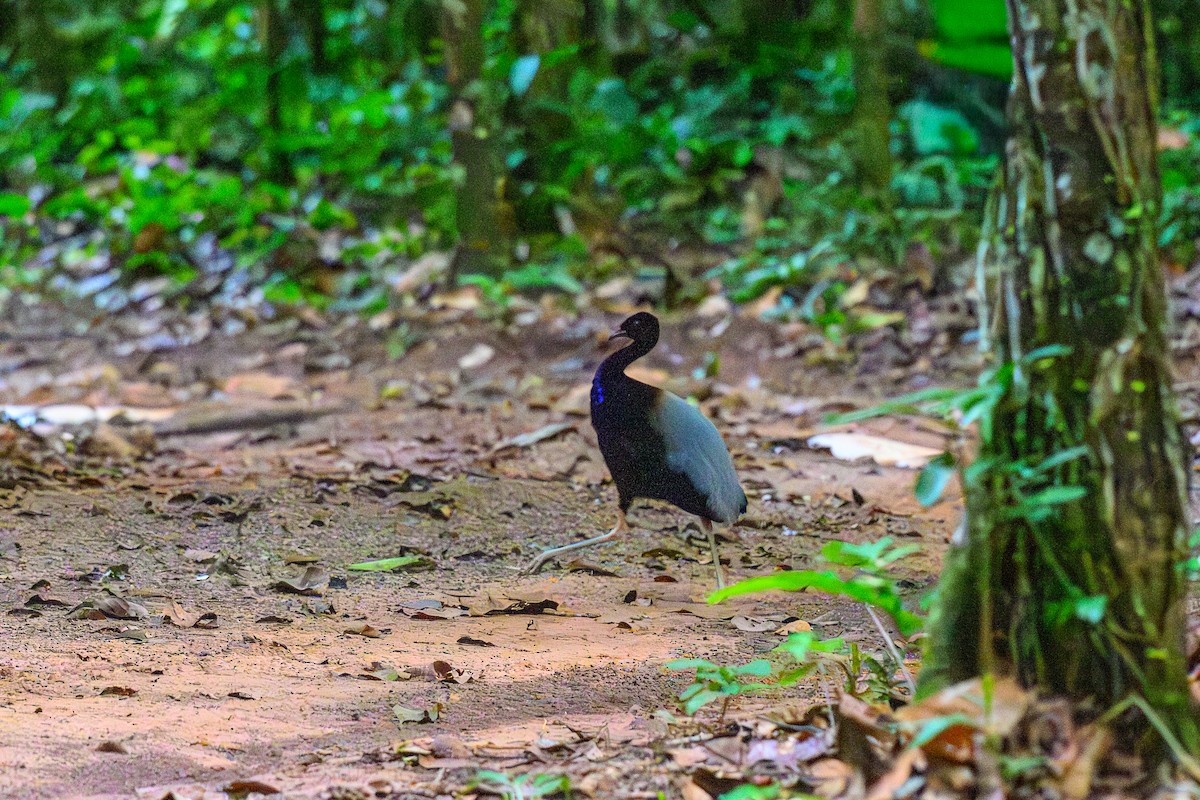Grauflügel-Trompetervogel - ML655836485