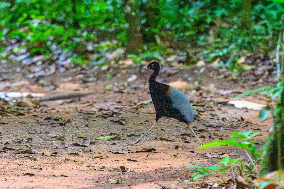 Grauflügel-Trompetervogel - ML655836488