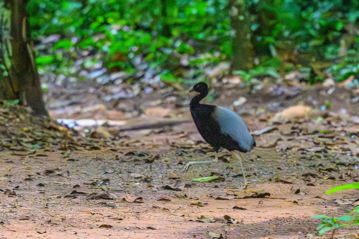 Grauflügel-Trompetervogel - ML655836489
