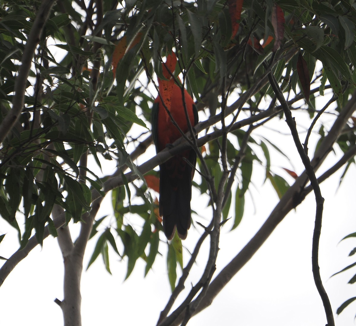 Australian King-Parrot - ML655839597