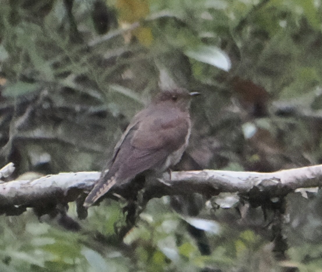 Fan-tailed Cuckoo - ML655839606