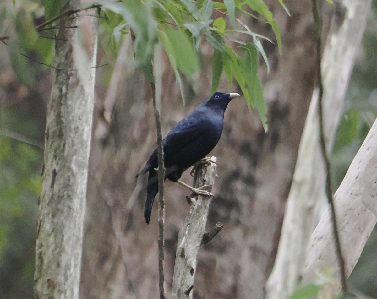 Satin Bowerbird - ML655839623