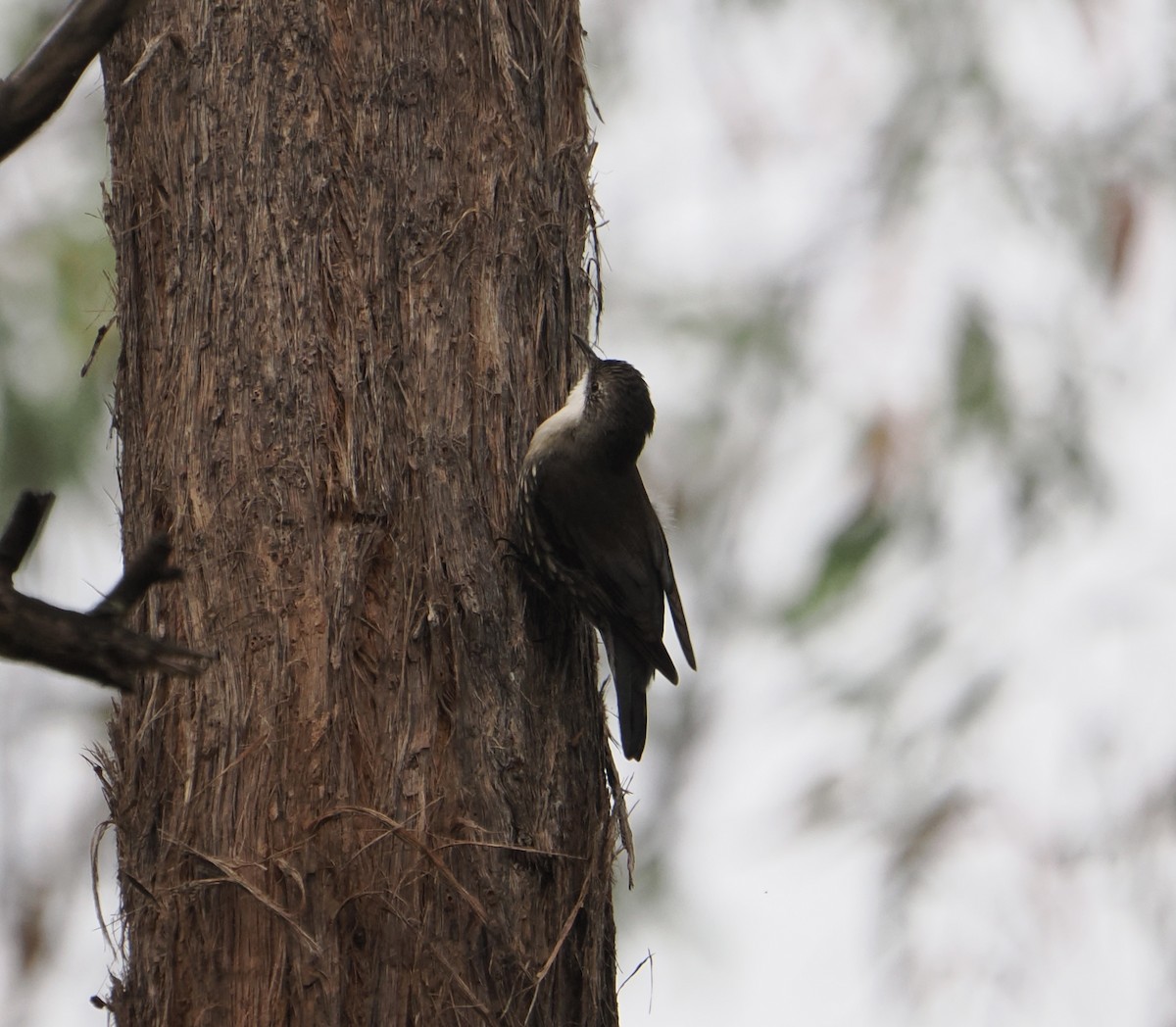 White-throated Treecreeper - ML655839626