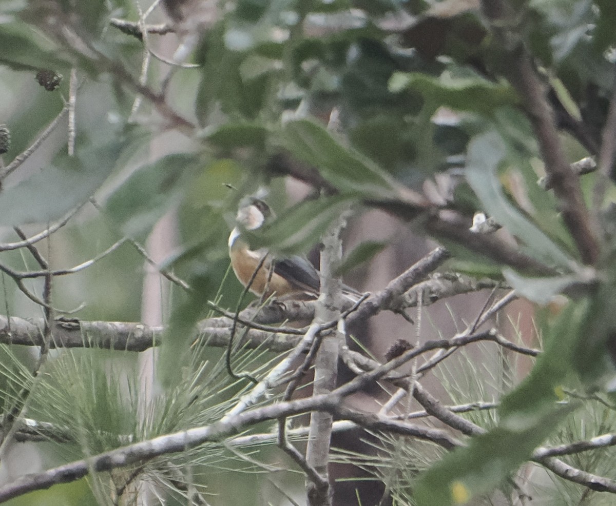 Eastern Spinebill - ML655839643