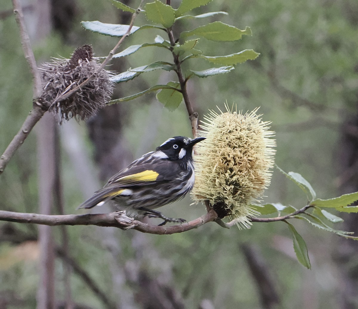 New Holland Honeyeater - ML655839647