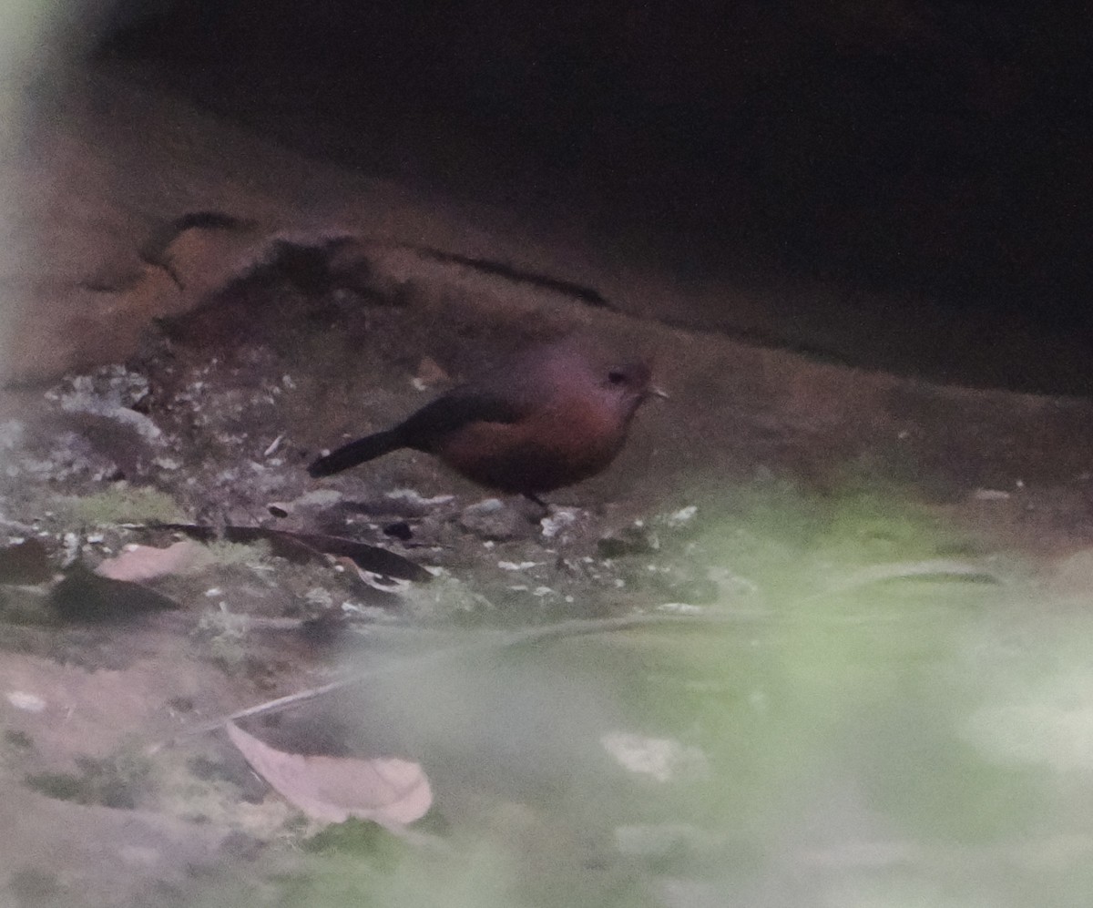 Rockwarbler - ML655839654