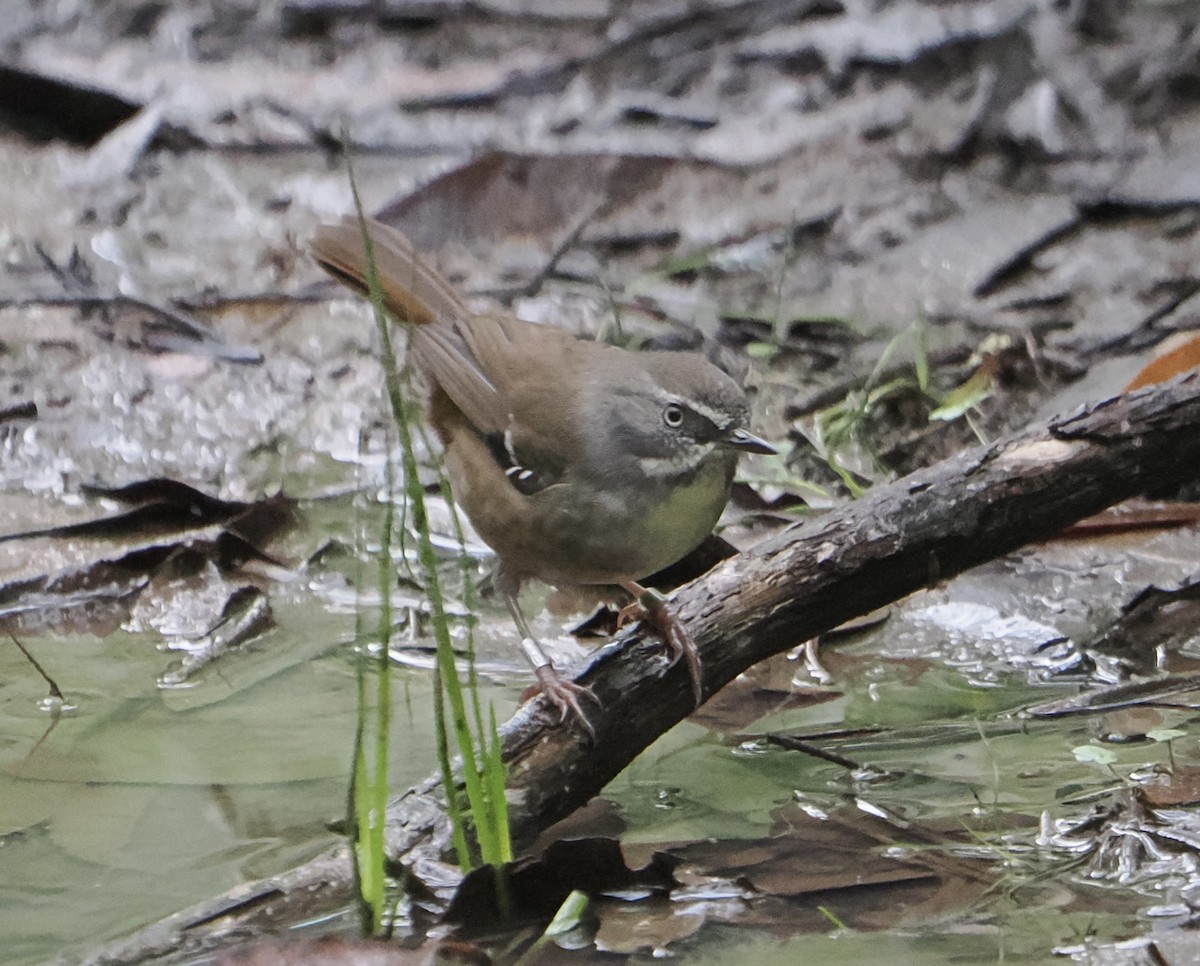 White-browed Scrubwren - ML655839656