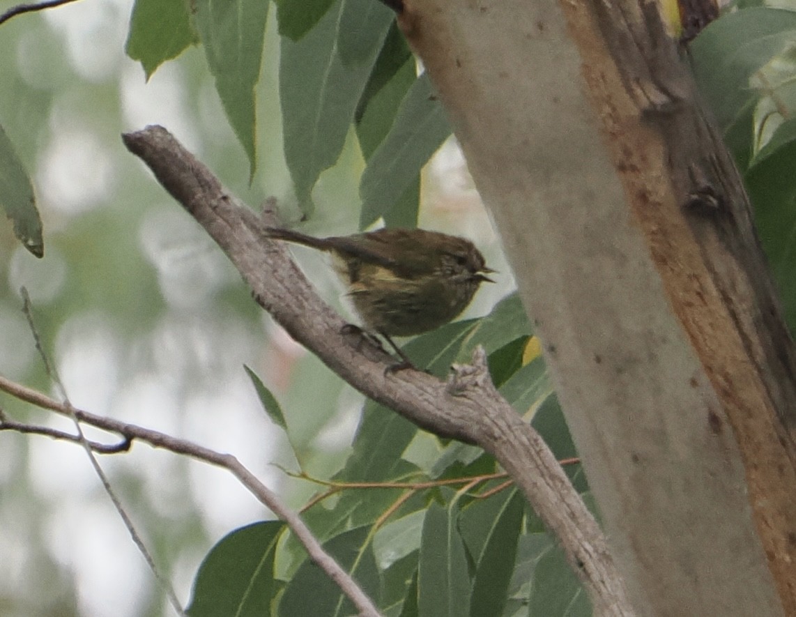 Striated Thornbill - ML655839668
