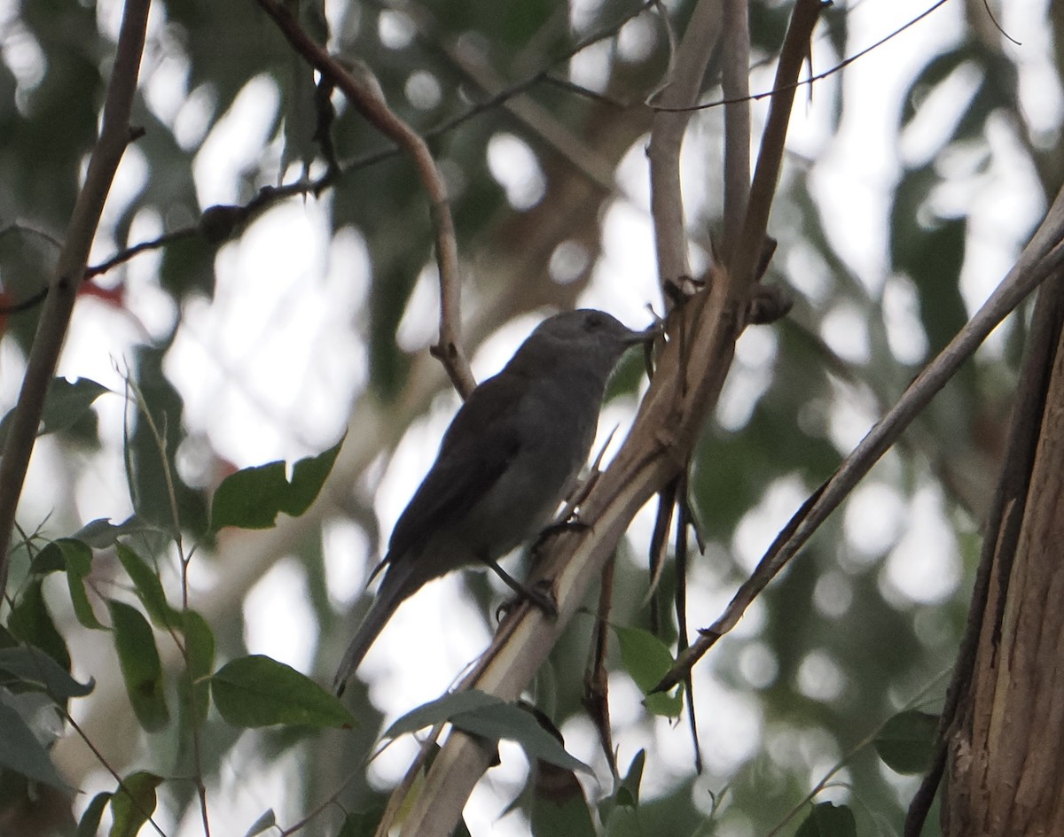Gray Shrikethrush - ML655839690