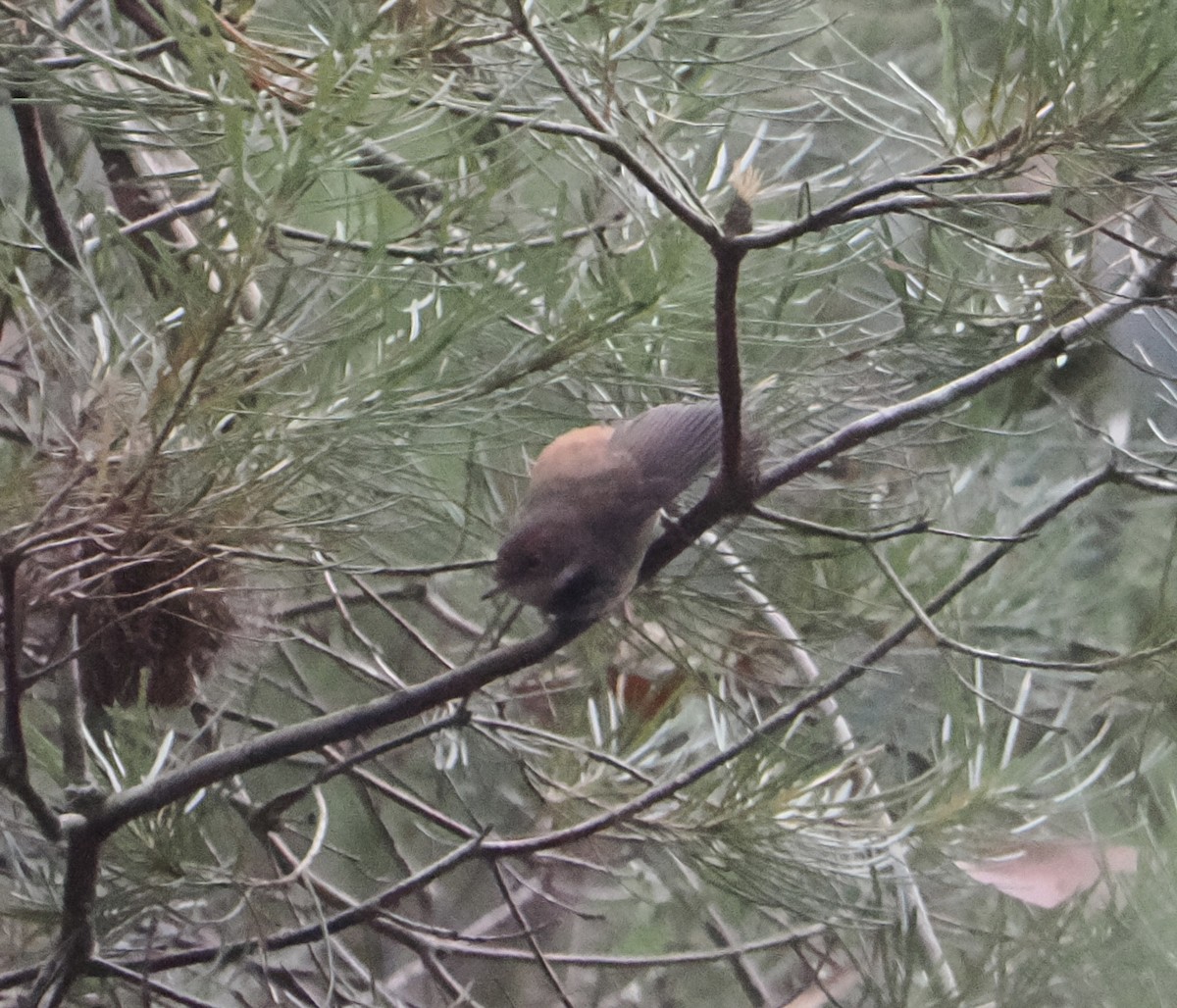 Australian Rufous Fantail - ML655839693